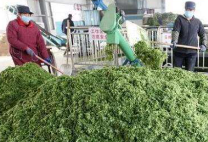 大量幾百噸廢棄菜葉回收利用生產(chǎn)工藝，果蔬垃圾廢菜葉怎么處理？